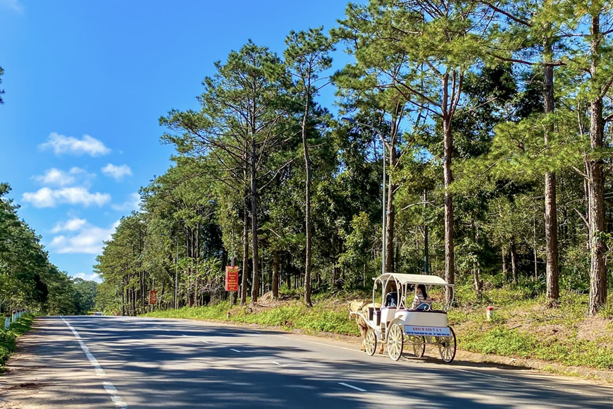 Tại sao nên trải nghiệm khám phá rừng thông bằng xe đạp. Ảnh: Sưu tầm