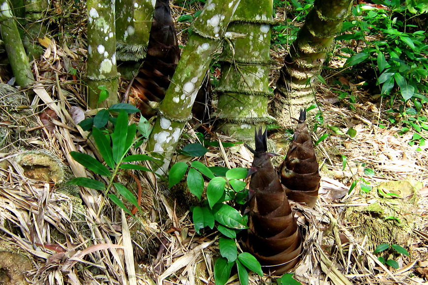 Măng vầu đặc sản Thái Nguyên. Ảnh: Sưu tầm