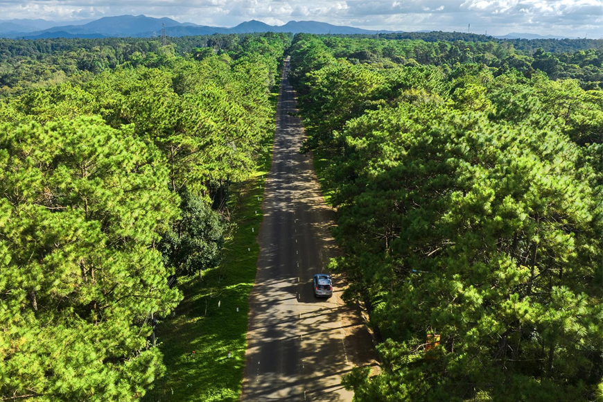 Rừng thông Kon Plong nổi tiếng. Ảnh: Sưu tầm