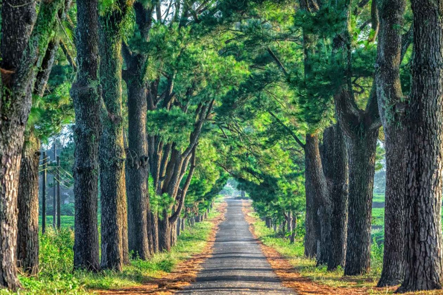 Thời điểm lý tưởng để tham quan rừng thông. Ảnh: Sưu tầm