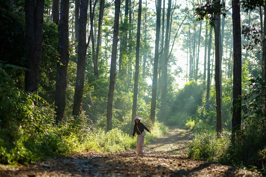 Dạo bộ giữa rừng. Ảnh: Sưu tầm