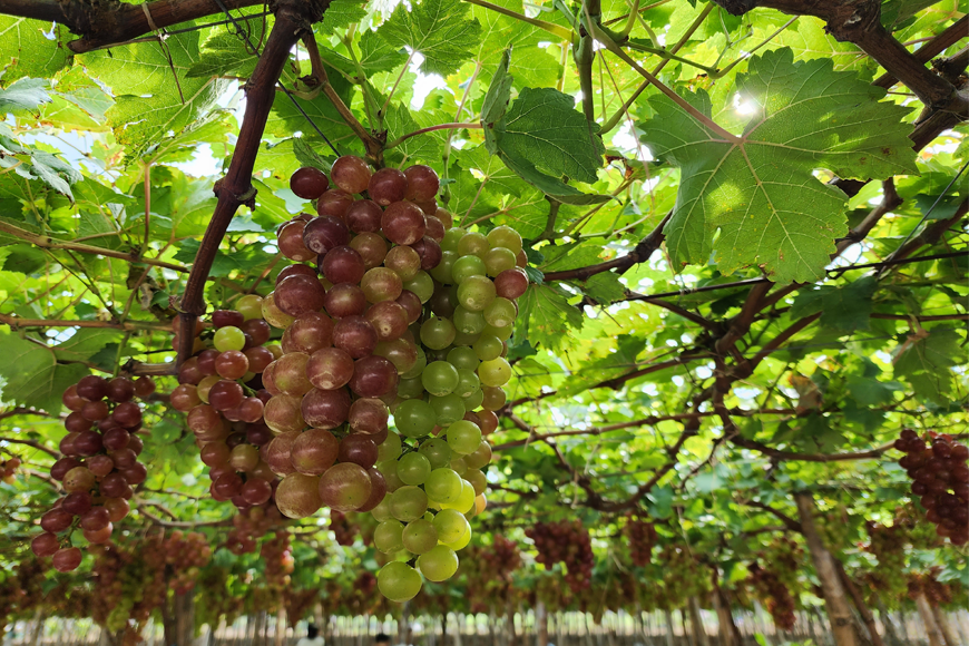 Trải nghiệm hái nho tại vườn nho Thái An. Ảnh: Sưu tầm