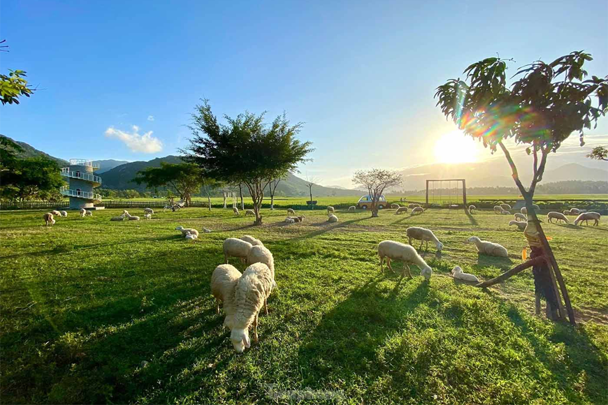 Khung cảnh yên bình tại đồi cừu An Hòa. Ảnh: Sưu tầm