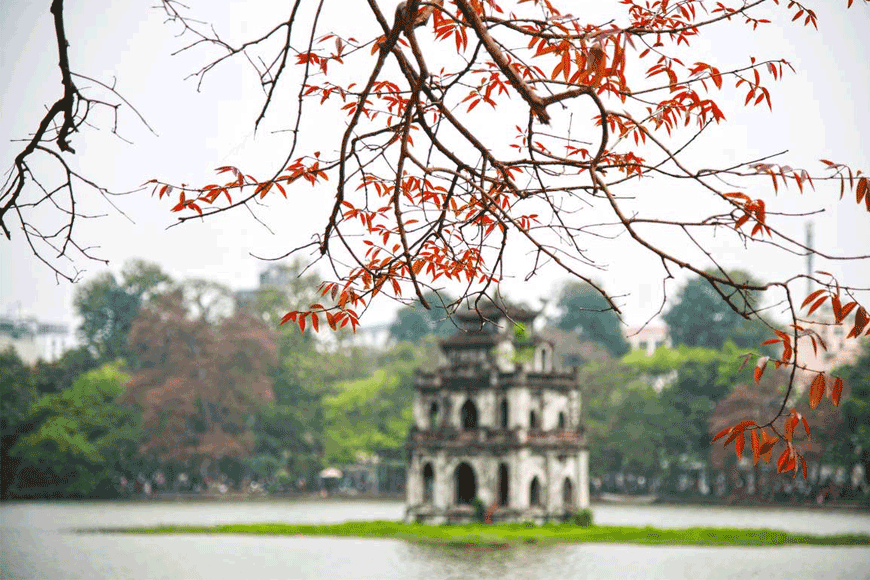 Mùa thay lá tại hồ Gươm. Ảnh: Sưu tầm
