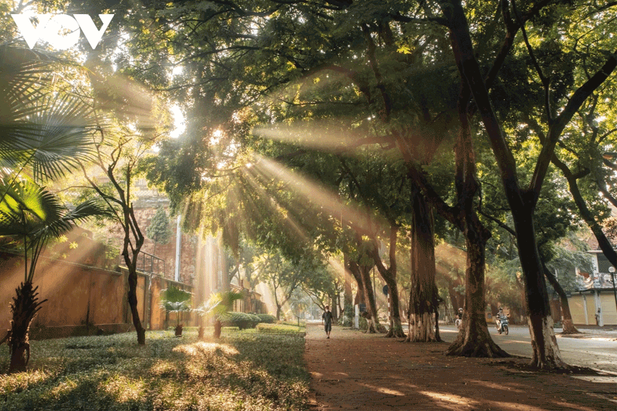 Nắng xuyên qua tán lá. Ảnh: Sưu tầm