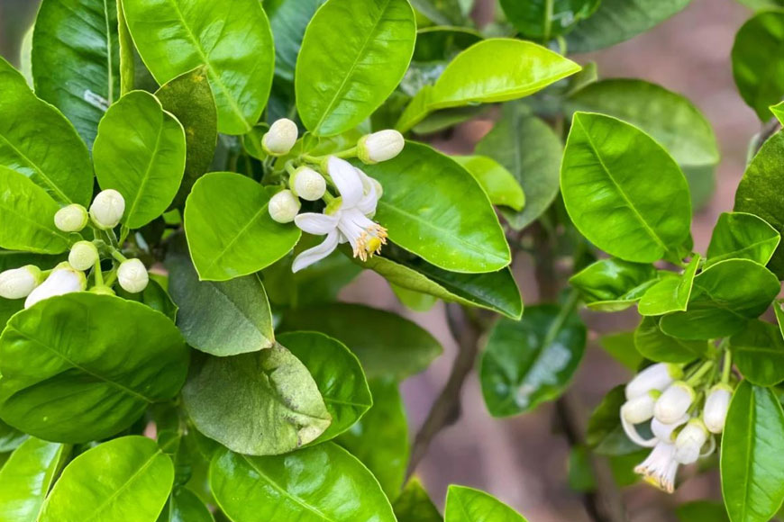 Nguyên liệu chuẩn bị món chả cuốn lá bưởi