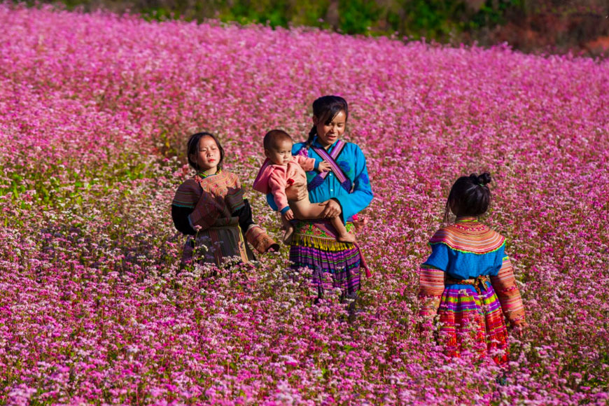 Lễ hội Hoa Tam Giác Mạch