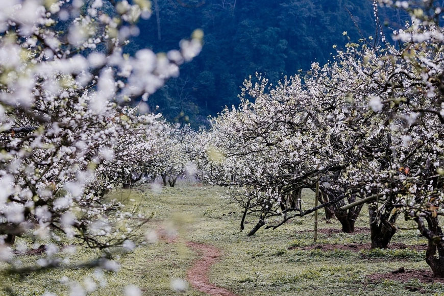 mua hoa man moc chau