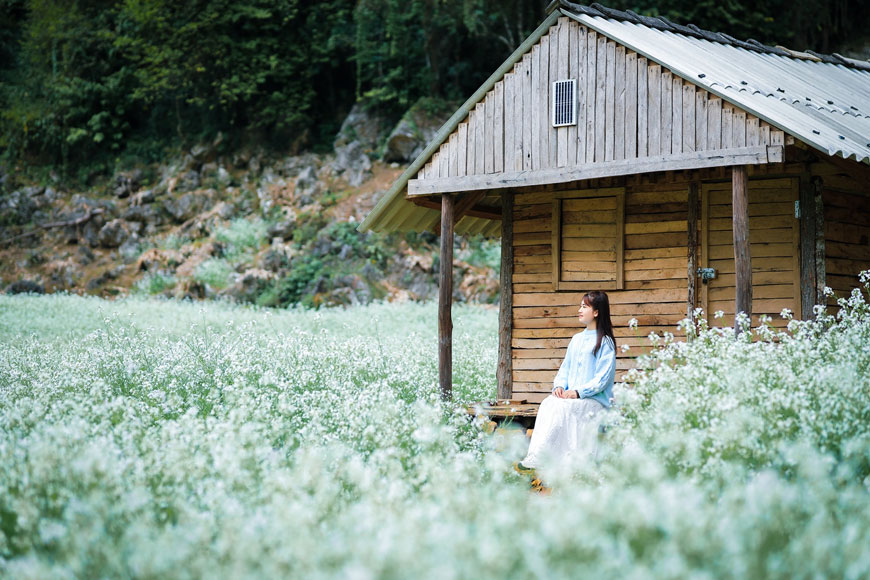 hoa cai trang moc chau