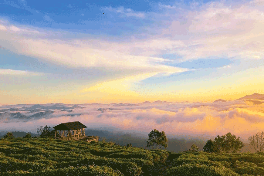 Săn mây tại Đồi chè Cầu Đất. Ảnh: sưu tầm