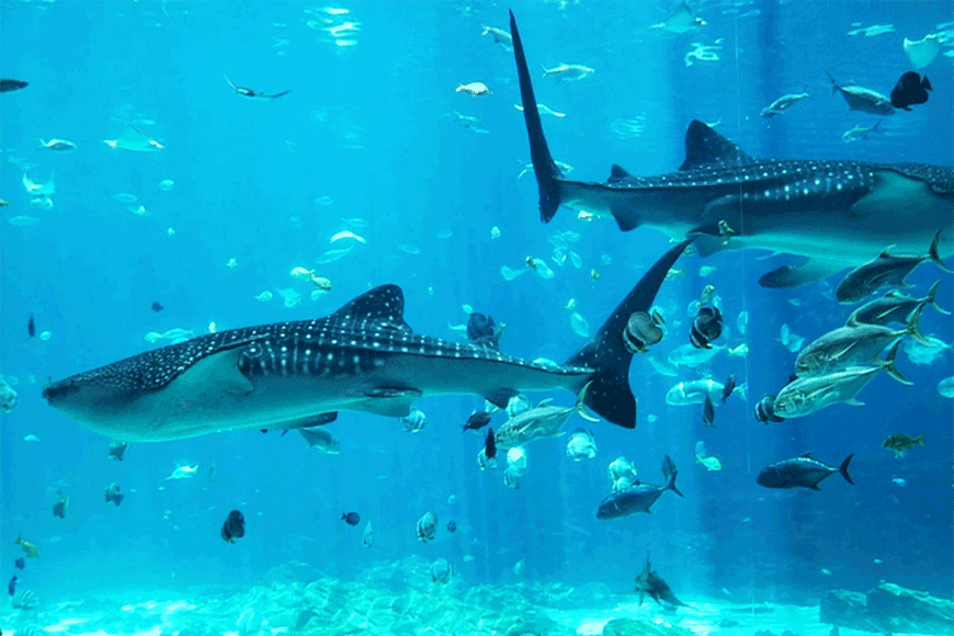 Cơ hội chiêm ngưỡng nhiều sinh vật biển. Ảnh: sưu tầm