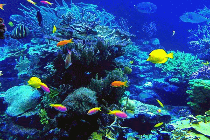 Đa dạng sinh học biển tại Viện Hải dương học Nha Trang. Ảnh: sưu tầm