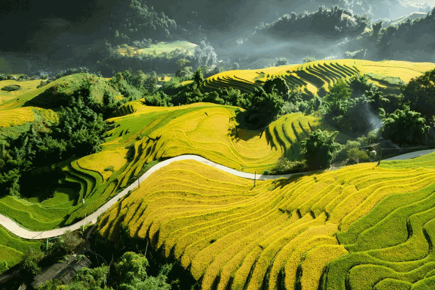 Vẻ đẹp bản Tả Phìn mùa lúa chín. Ảnh: sưu tầm