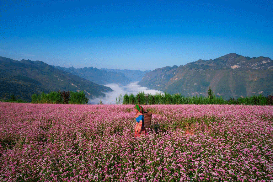 Mùa hoa tam giác mạch tại Tuyên Quang. Ảnh: sưu tầm