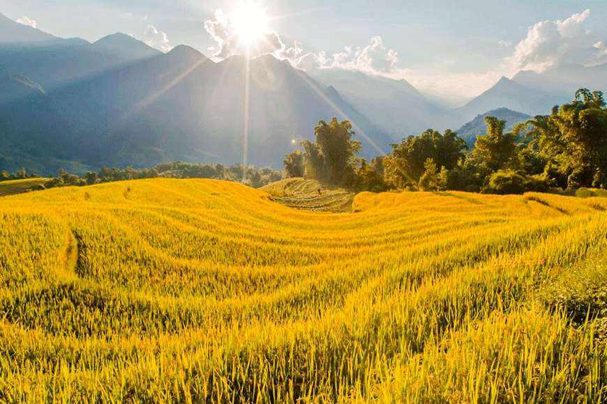 Sapa mùa lúa chín (Nguồn: sưu tầm)